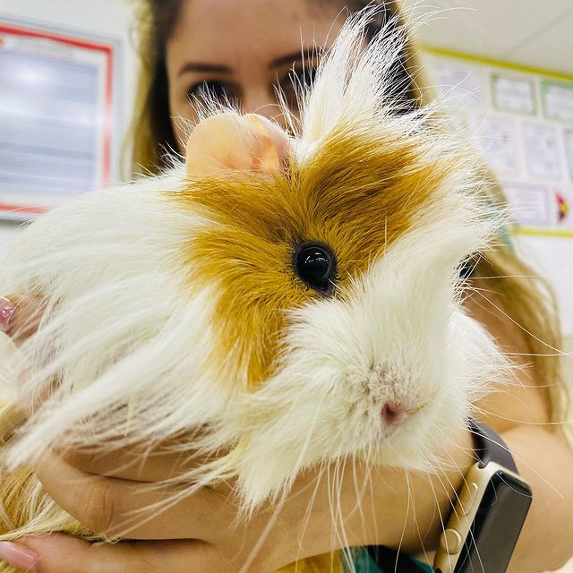 Ejder Veteriner Kliniği