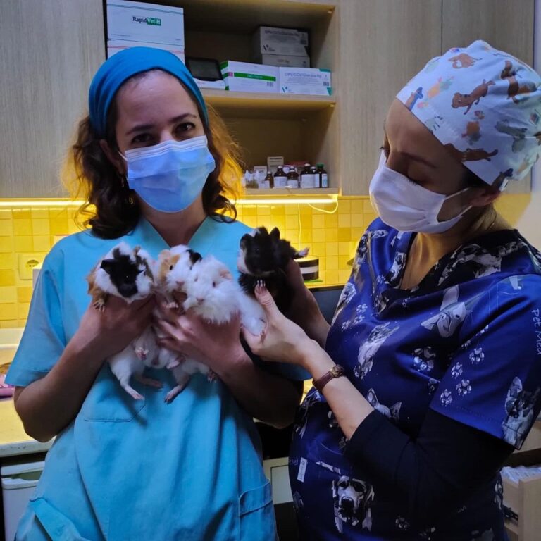 Patisev Veteriner Kliniği