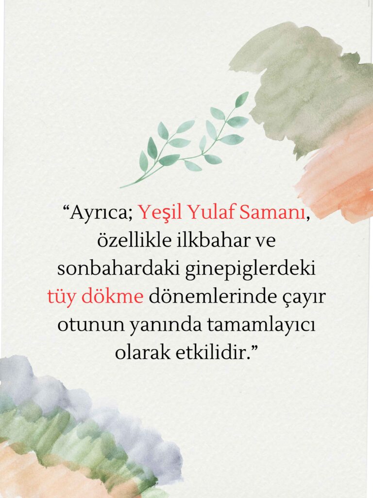 7-1-Yulaf-Samanı-(3)