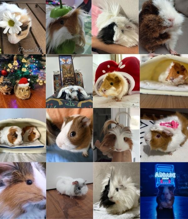 Ginepig Paşa Topluluğu 2