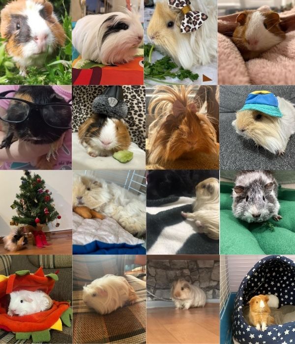 Ginepig Paşa Topluluğu